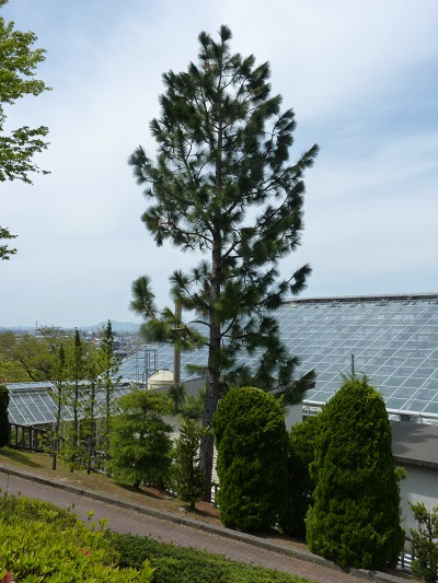 w004449honai11