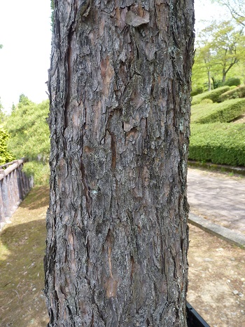 w004449honai13-2