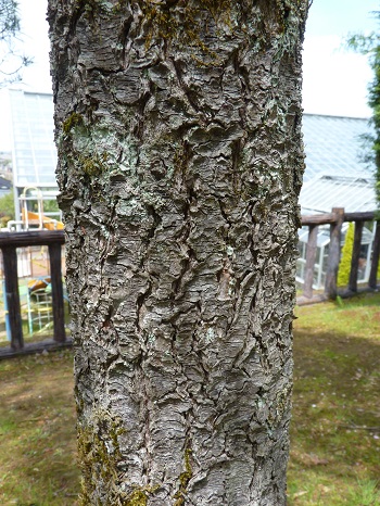 w004449honai14-2
