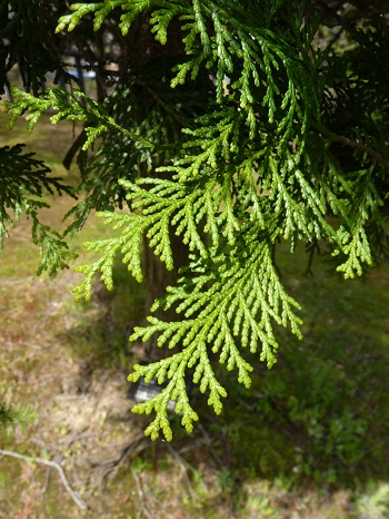 w004449honai16-1