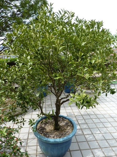 w004449honai2