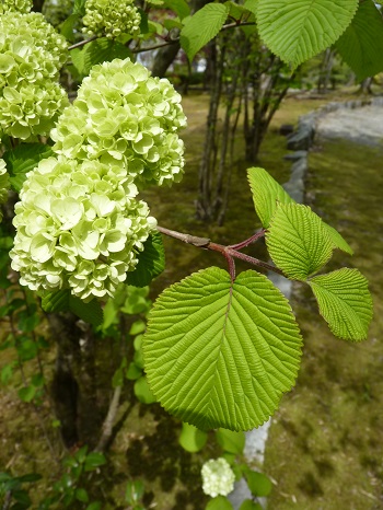 w004449honai23-1