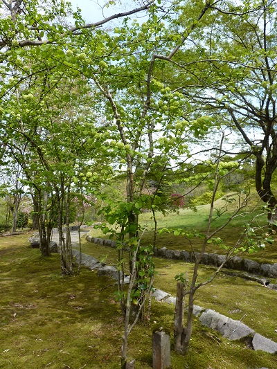 w004449honai23