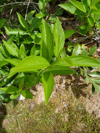 w004449honai24-2