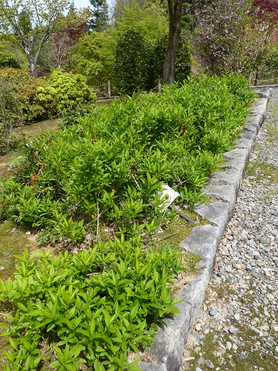 w004449honai24