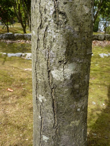 w004449honai25-2