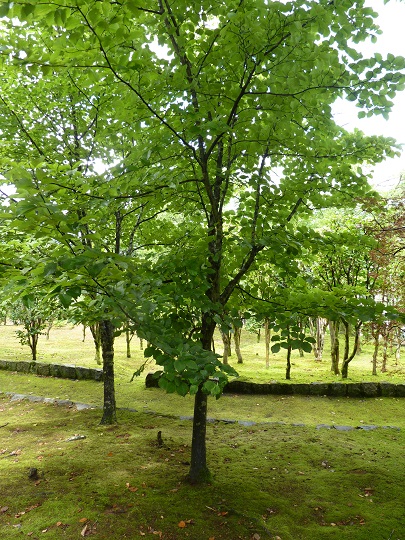 w004449honai25