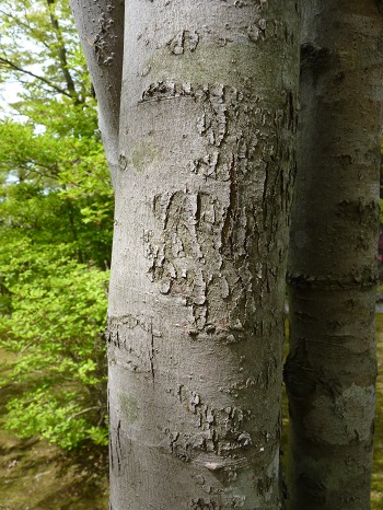 w004449honai26-2