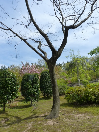 w004449honai27