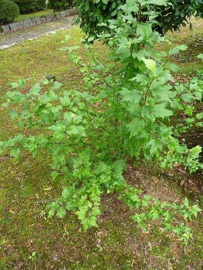 w004449honai31