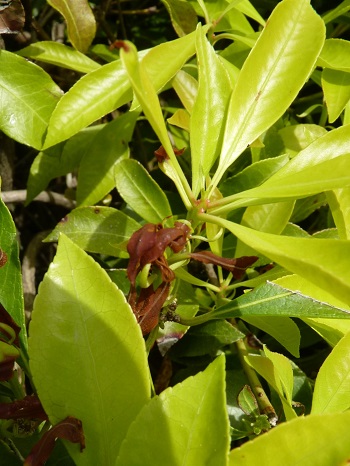 w004449honai33-2
