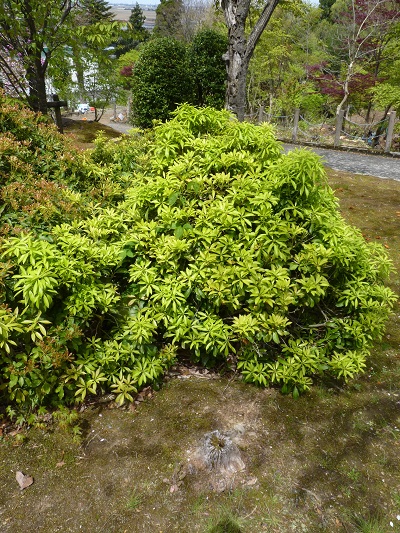 w004449honai33