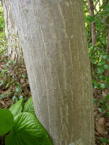 w004449honai34-2