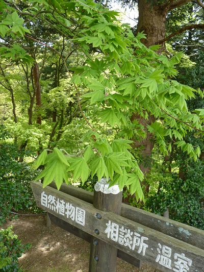 w004449honai34