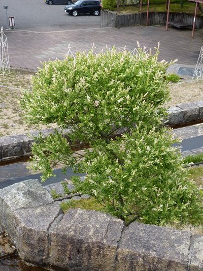 w004449honai35