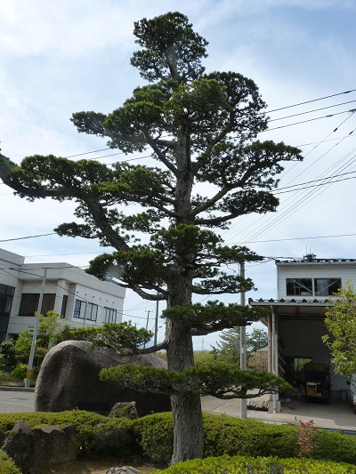 w004449honai39