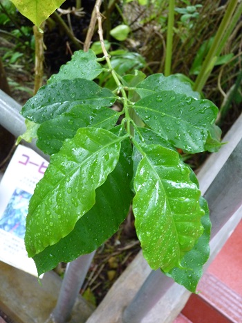 w004449honai45-1