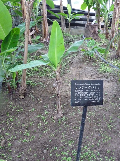 w004449honai48