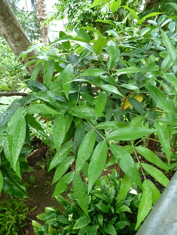 w004449honai52-1