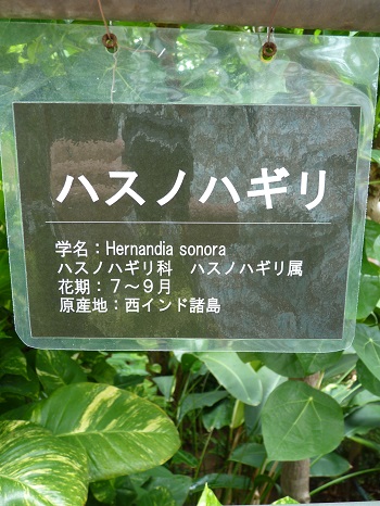w004449honai57-2