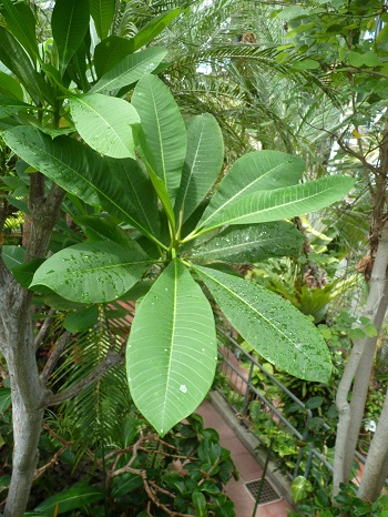 w004449honai59-1