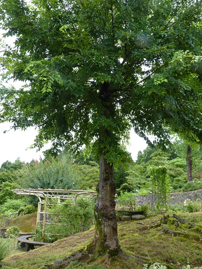w004449honai61