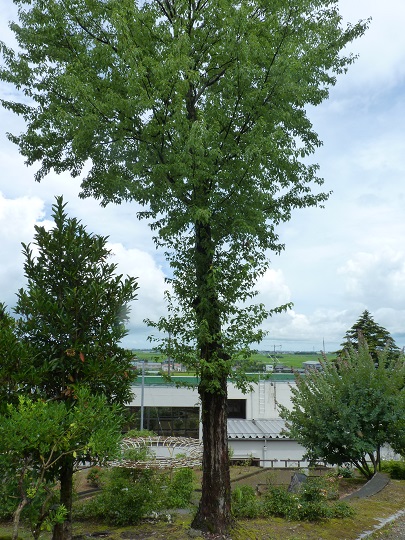 w004449honai62