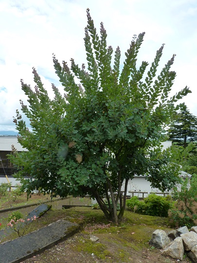 w004449honai63
