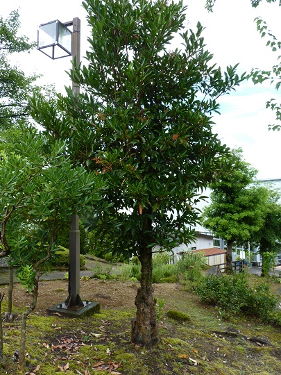 w004449honai65