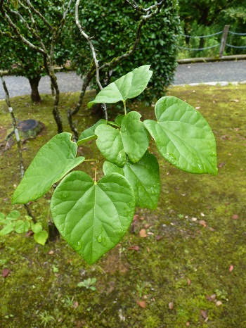 w004449honai69-1