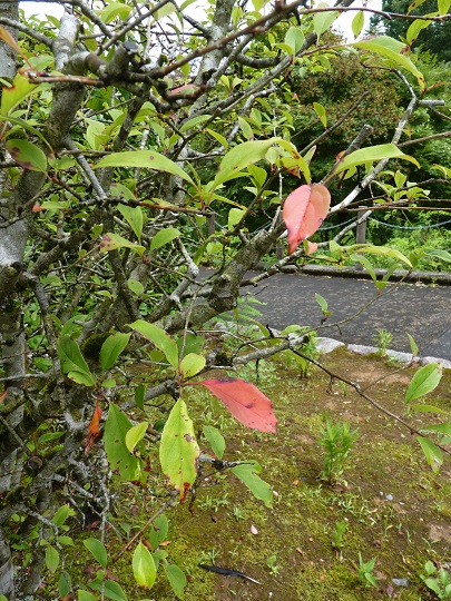 w004449honai70