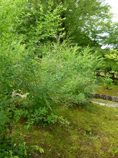 w004449honai71