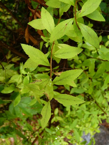 w004449honai72-1