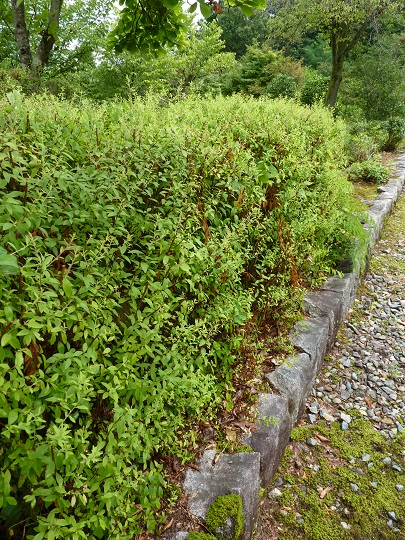 w004449honai72