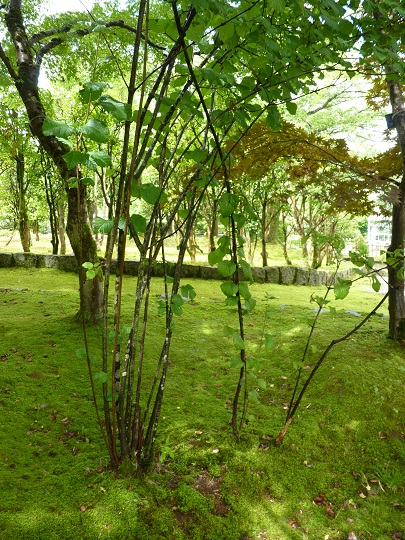 w004449honai74