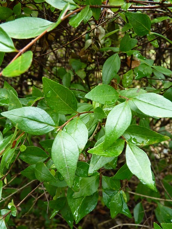 w004449honai76-1