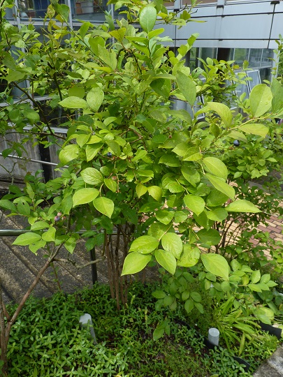 w004449honai78