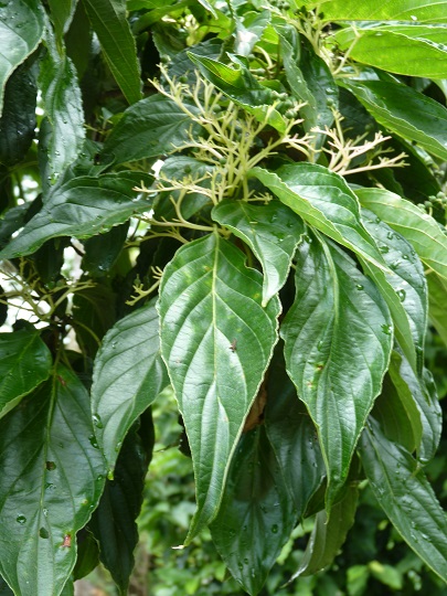 w004449honai81