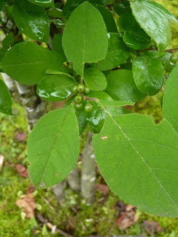 w004449honai82-1