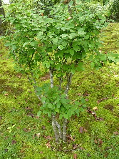 w004449honai82
