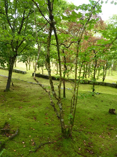 w004449honai83