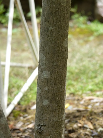w004449honai86-2