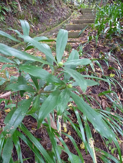 w004449kamihonai