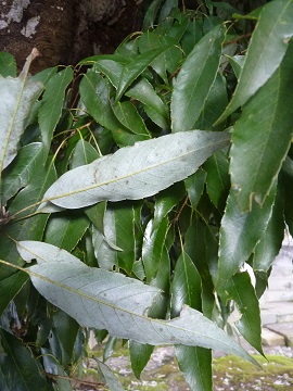 w004452yada-1