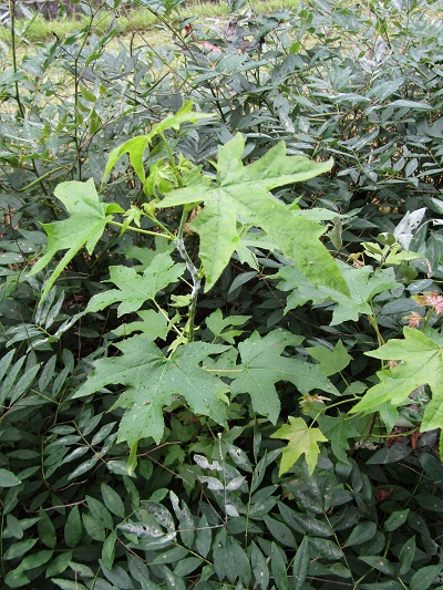 w004452yada1-2