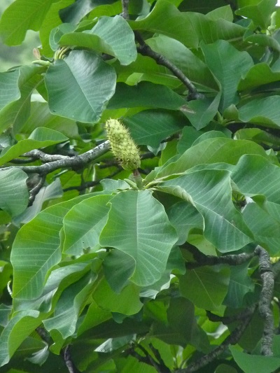w004452yada10-1