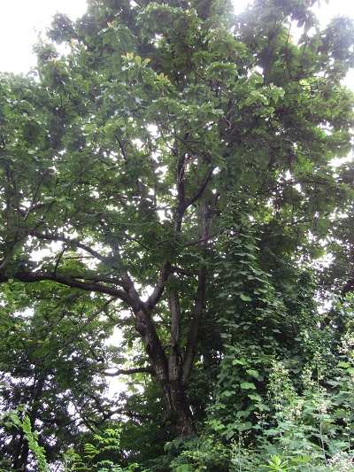 w004452yada10