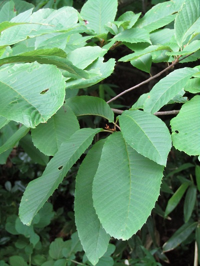 w004452yada12-1
