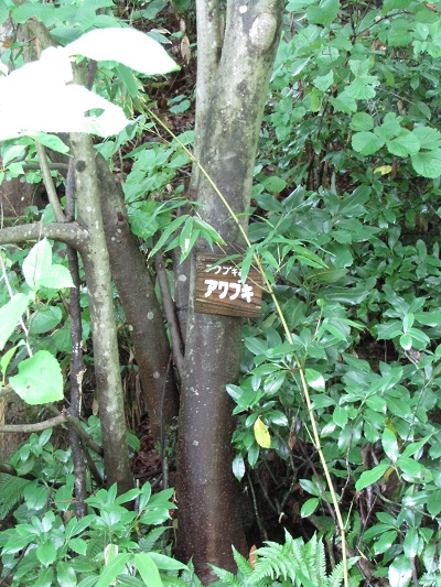 w004452yada12