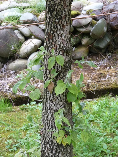 w004452yada15